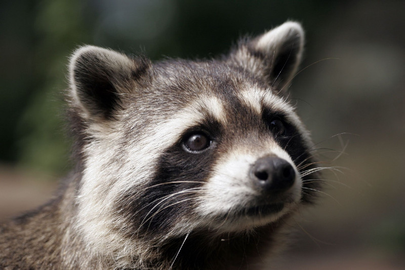 The Need for Raccoon Removal in Reynoldsburg