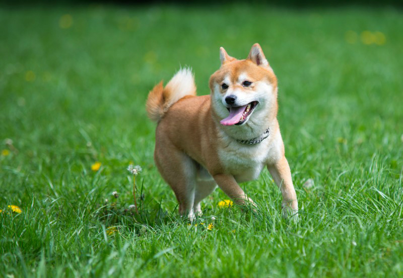 An Experienced And Dog Boarding Kennel in NYC