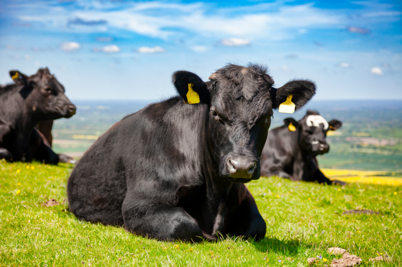 Beef Is Big Business: What Breeds of Beef Cattle Will You Raise?