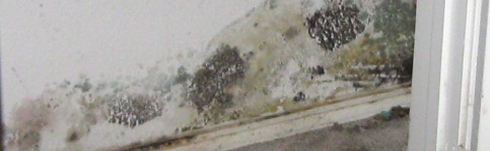 Detect Hidden Mold Early with Mold Testing in Reinholds, PA