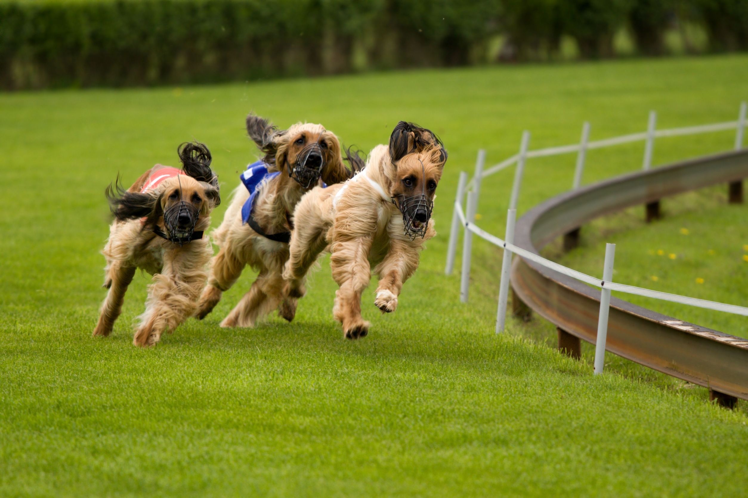 Finding The Right Dog Training Service