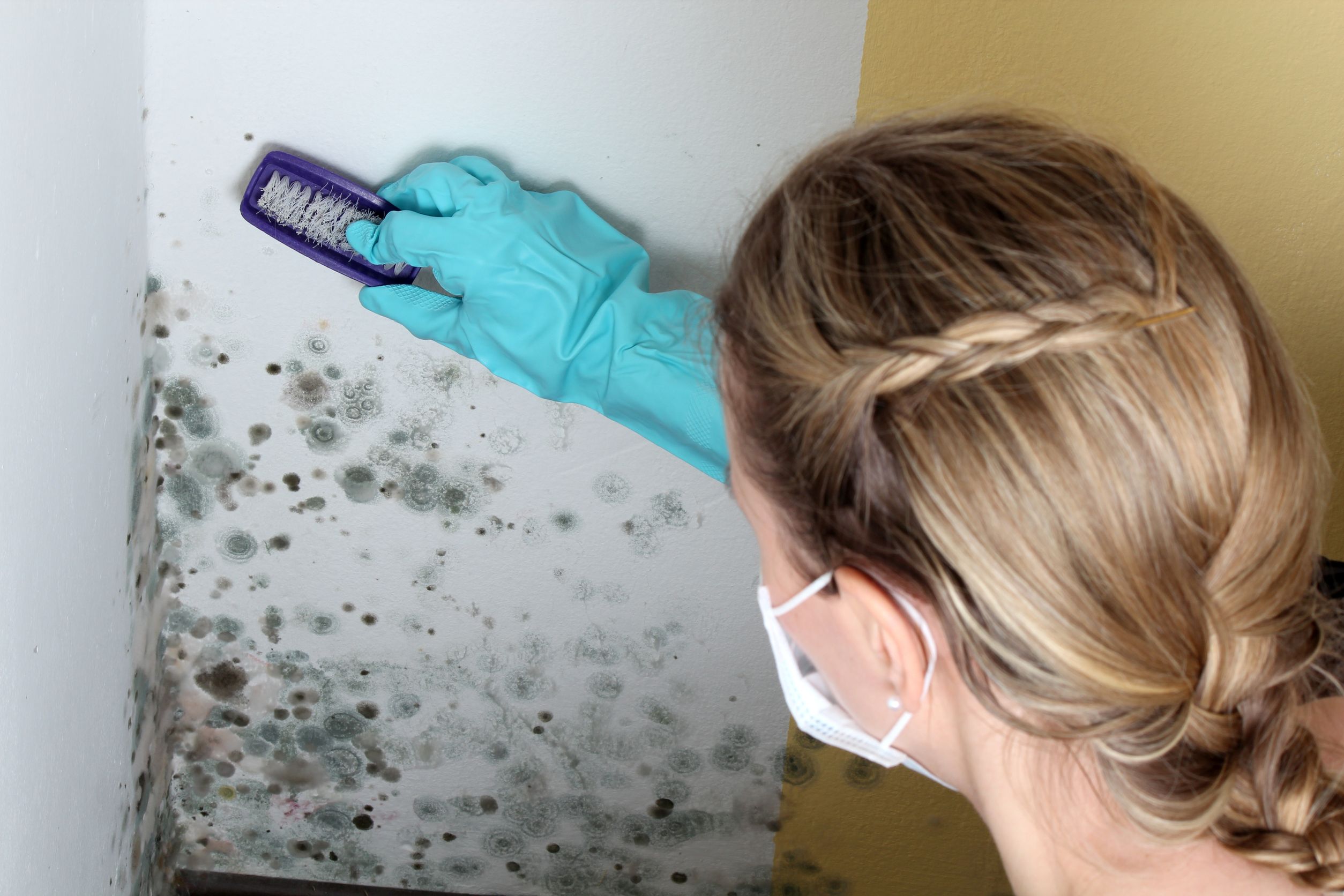 Signs You May Need Mold Remediation in Los Angeles