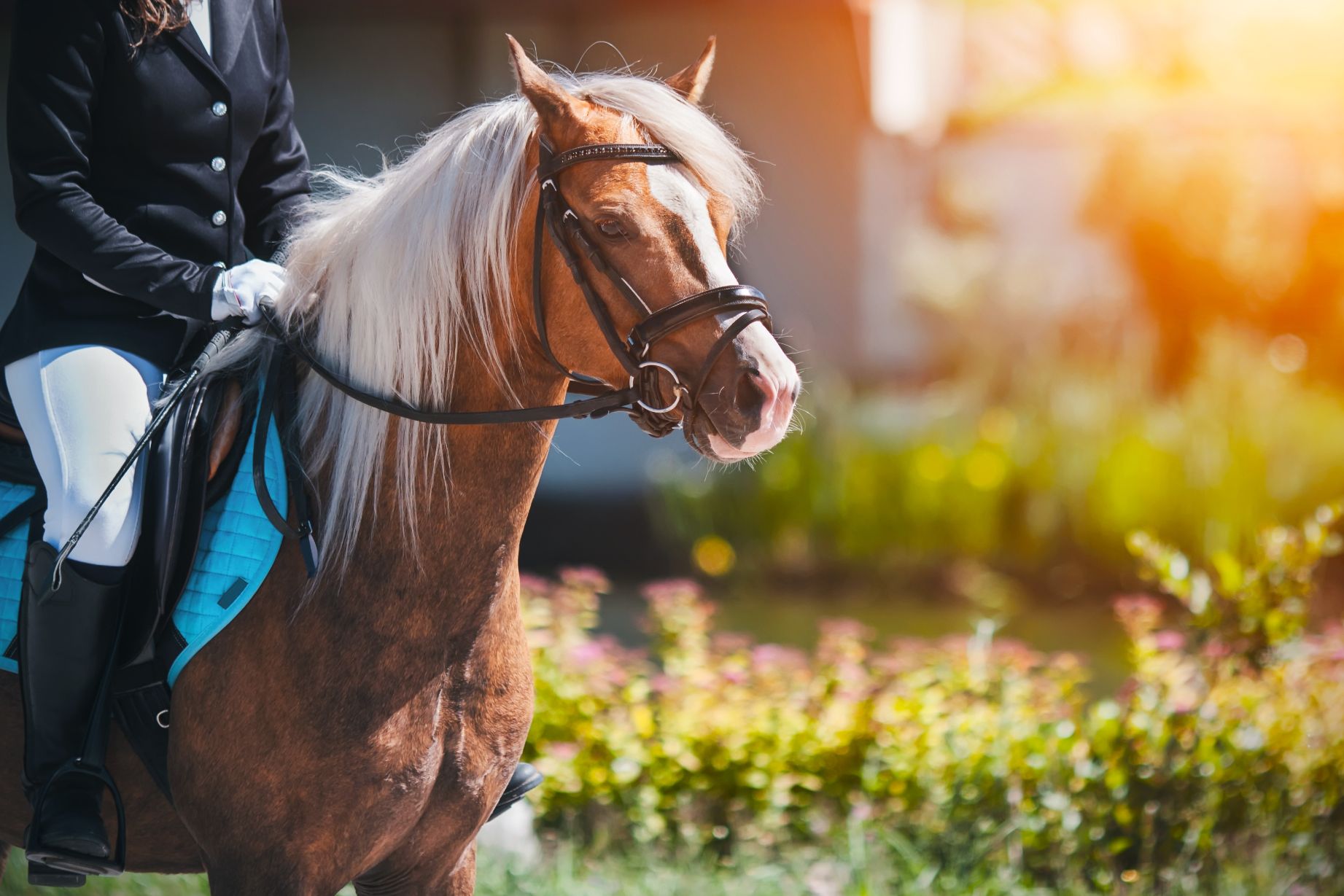 The Secrets to Happy Horse Behavior