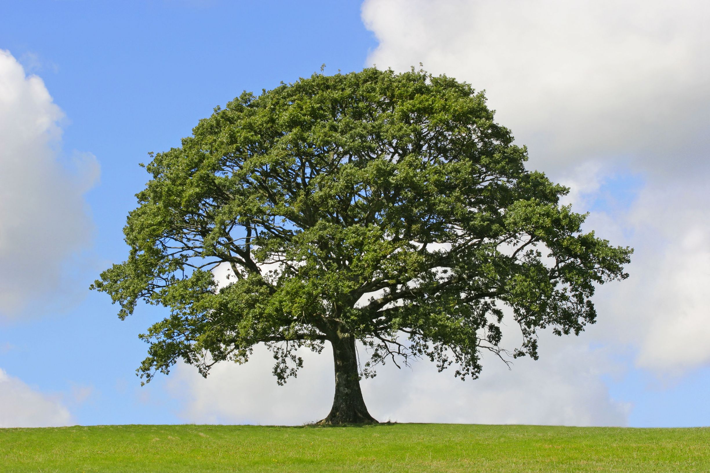 Signs of the Best Tree-Care Service in New Haven