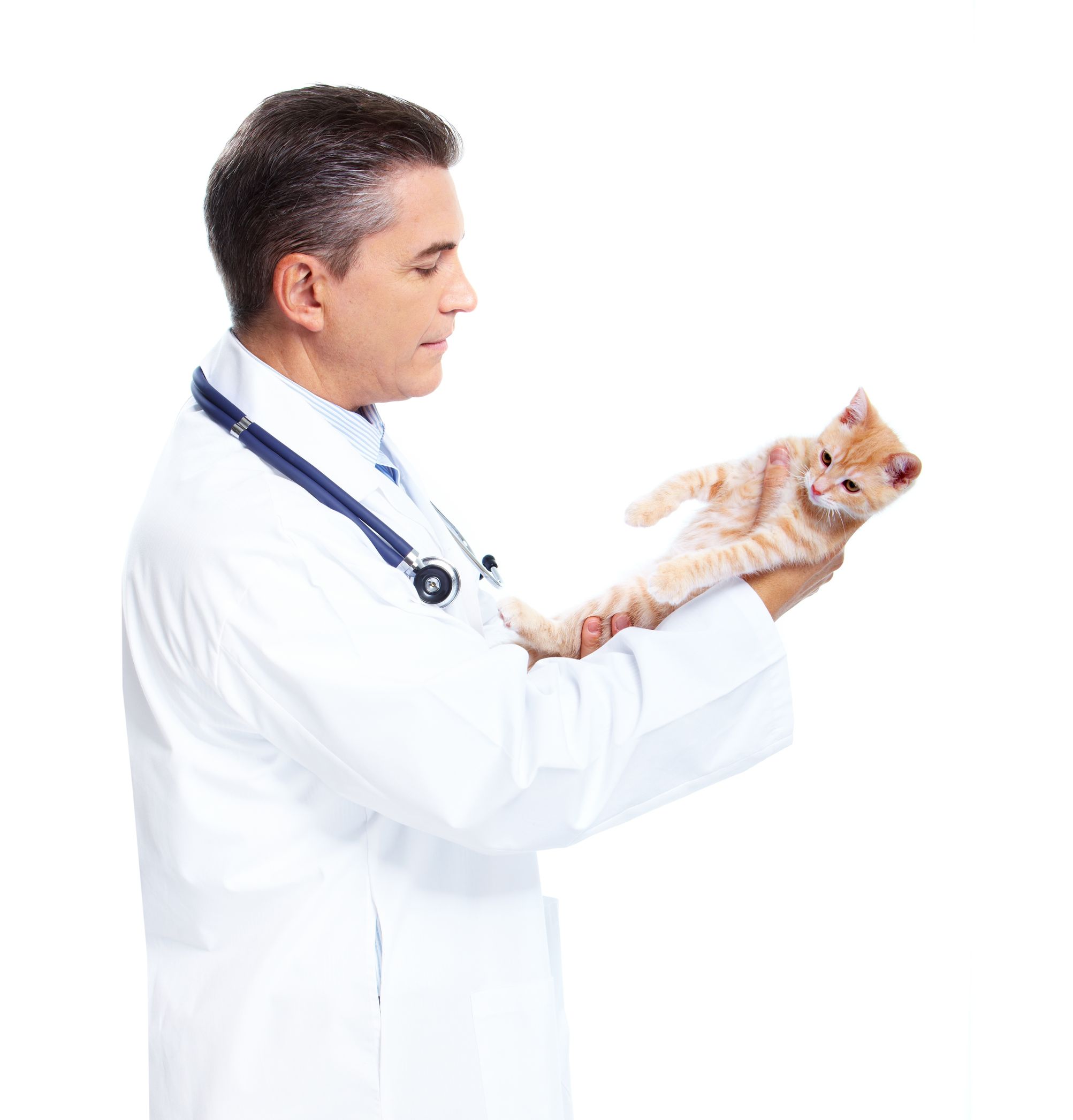 Veterinary Emergency Centers in Sarasota, FL: A Comprehensive Guide for Pet Owners