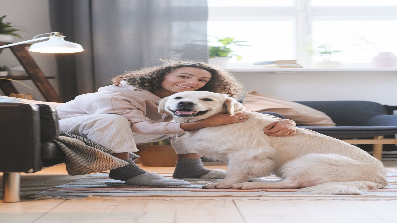 Ensuring Your Pet’s Heart Health: The Role of a Veterinary Cardiologist in Sarasota, FL