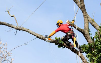 The Benefits of Tree Pruning in Griffin, GA