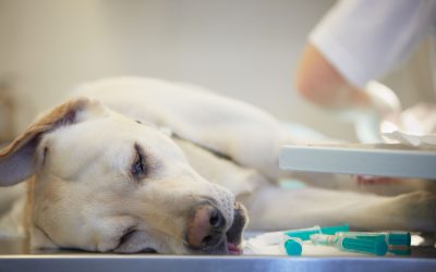 Rehabilitation and Therapy Services at a Vet Hospital in Sarasota, FL