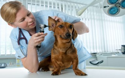 The Benefits of Surgery When Fighting Cancer in Pets in Sarasota