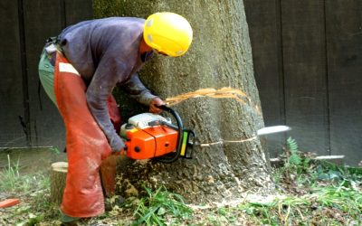 When Should You Use Tree Removal Services in Johnson City, TX?