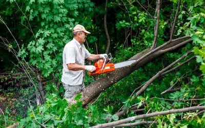 What Services Can You Expect From a Tree Removal Company in Austin, TX?