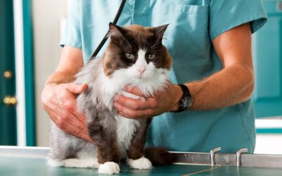 Getting Full Attention for Your Feline Companions with The Premier Cat Clinic in Lenexa, KS.