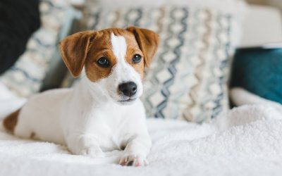 Charming Mini F1 Goldendoodle Puppies in Portland ME