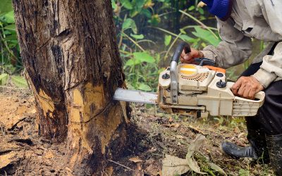 Preserve Your Landscape with a Professional Tree Removal Company in Austin TX