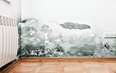 Mold Problem? A Mold Cleaning Company in Carmel, IN, Has You Covered