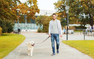 Busy Schedule? A New York Dog Walker Keeps Tails Wagging